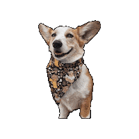 Pokemon Corgi Sticker by Geekster Pets