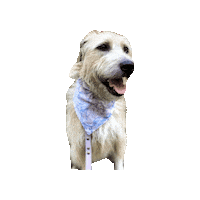 Maya Sticker by Geekster Pets