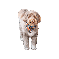 Star Wars Dog Sticker by Geekster Pets