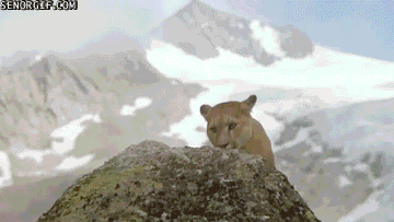 mountains cougars GIF by Cheezburger
