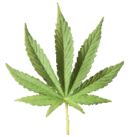 Coffeeshop Newsingle Sticker by streamscancometrue