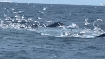 Humpback Whales Feeding