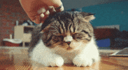 happy cat GIF