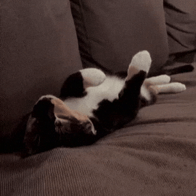 Dance Cat GIF