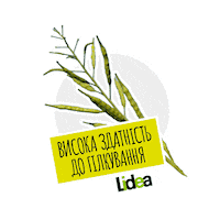 lidea_seeds canola rapeseed lidea lidea seeds Sticker