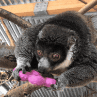 Lick Treat GIF by Valley Zoo Development Society