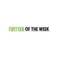aarcs aarcs critter of the week Sticker