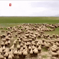 Goat Group GIF by TRT