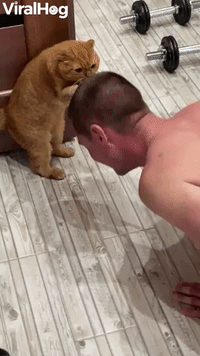 Kitty Keeps Push up Pace With Head Scratches