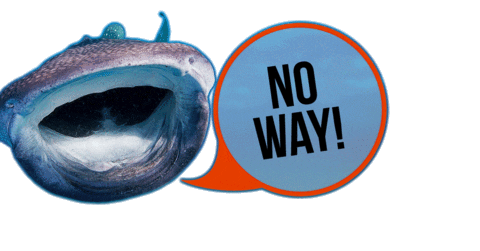 No Way Sticker by OCEANREEF
