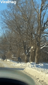 Horse Pulls Skiers Down the Street