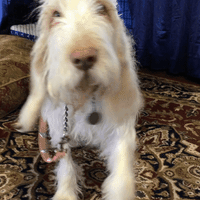 dog GIF by Westminster Kennel Club