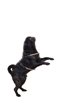 dog tnt Sticker by Tales&Tails