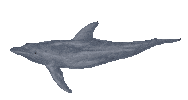 sea life swimming Sticker