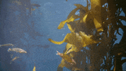 Ocean Fish GIF by Monterey Bay Aquarium