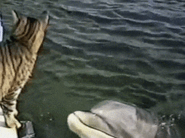 Video gif. Dolphin emerges from the water next to a tabby cat standing at the edge of a boat, booping the cat on the head. The cat reacts by pawing toward the dolphin as it lowers back into the sea.