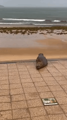 Seal Enjoys Serenity on Sydney Beach as COVID-19 Outbreak Triggers Crackdown