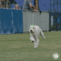 Dog Running GIF by American Kennel Club