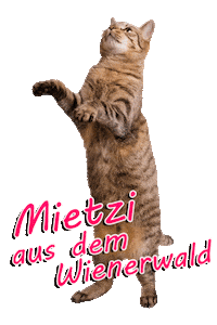 Cat Instagram Sticker by ViennaTouristboard