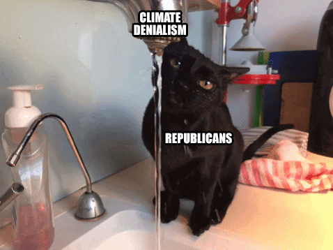 Meme gif. A black cat drinks furiously from the faucet of a kitchen sink. The faucet is labeled "climate denialism" and the cat is labeled "Republicans."