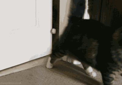 infinite cat GIF