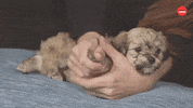 Happy Dogs GIF by BuzzFeed