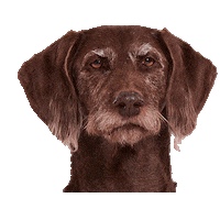Dogs Puppy Sticker by Niedersachsen-Ticket