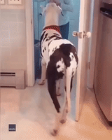 Great Dane Glad to Visit Owner's Grandma for Mother's Day