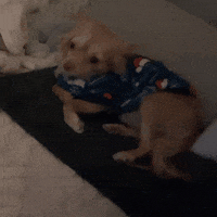 Cute Girl What GIF