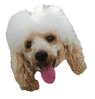 dog toulouse Sticker by JustCarlos