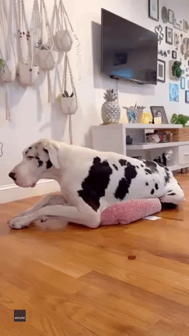 Great Dane Attempts to Get Cozy in Tiny Bed