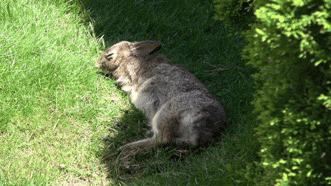 giphy.gif