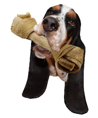 hungry basset hound Sticker