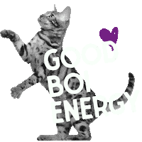 Good Boy Cat Sticker by Stella and Chewy's