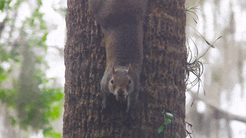 climbing down in a tree GIF by University of Florida