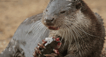 european otter GIF by Head Like an Orange