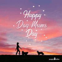 Love Dogs Photography GIF by puppytales