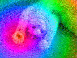 Staring International Cat Day GIF