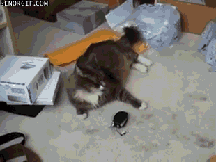 cat phones GIF by Cheezburger