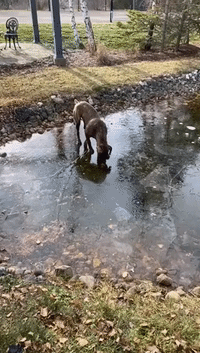 Puppy Takes Plunge Into Frozen Pond in Ontario