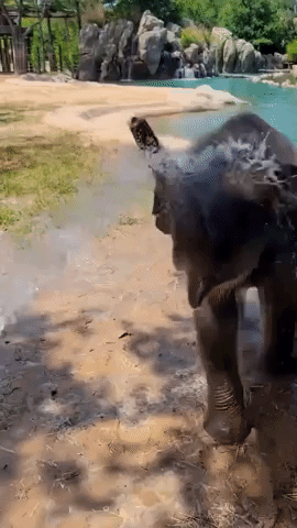 Baby Elephant Plays With Water Hose at Fort Worth
