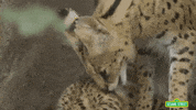 san diego zoo GIF by Sesame Street