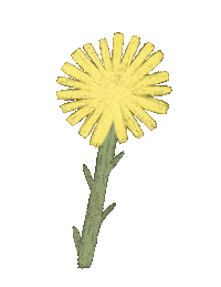 Summer Illustration Sticker