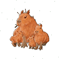 PandaKongArt capybara original art capybaras colored pencil Sticker