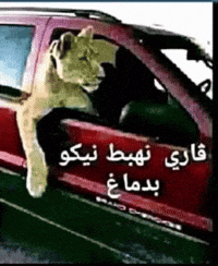 Algeria Dzair GIF