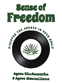 Mexico Socializing Sticker by Santa Sabia Media