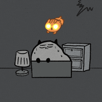 Cat Night GIF