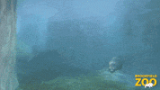 Spin Swimming GIF by Brookfield Zoo