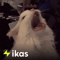 Angry Cat GIF by ikas