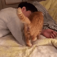 Cute Cat Cuddles With Human Pal